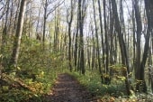 Forêt de Montgé